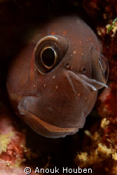 Another blenny portrait. Picture taken on the second reef... by Anouk Houben 